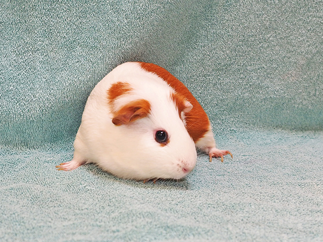 Valentina - Female - Guinea Pig