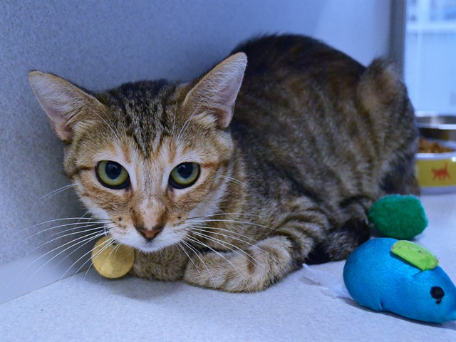Mama Cat - Female - Domestic SH