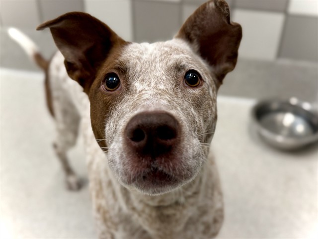 Daisy Mae - Female - Australian Cattle Dog-Mix