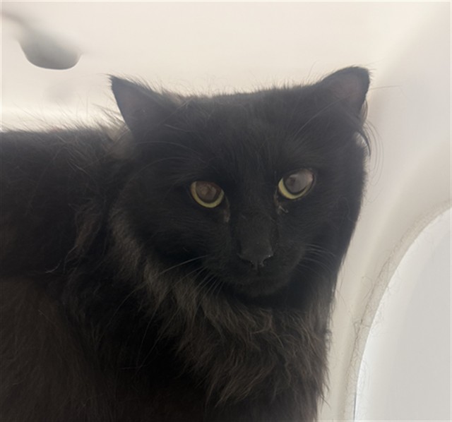 Lime - Female - Domestic LH