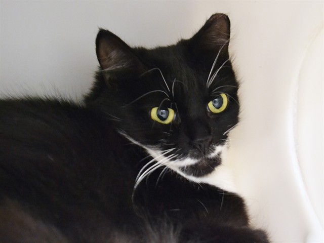 Patricia - Female - Domestic SH