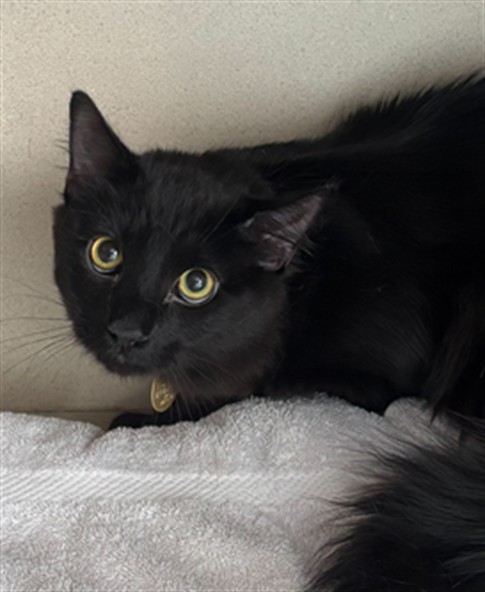 Chimney - Male - Domestic LH