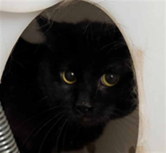 Franklin - Male - Domestic SH