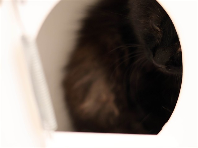 Owen - Male - Domestic LH
