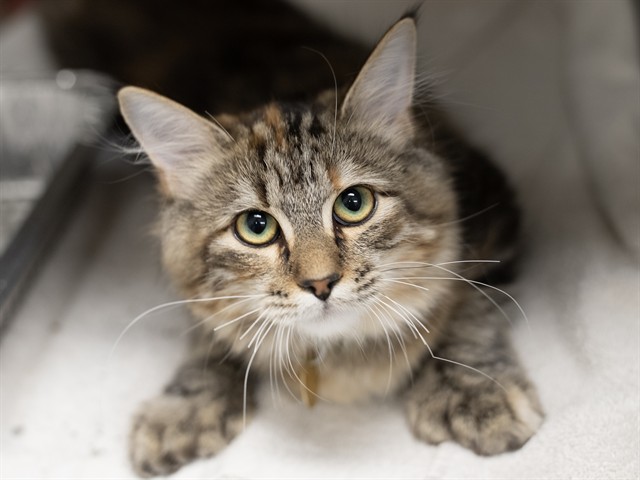 Thumbalina - Female - Domestic LH