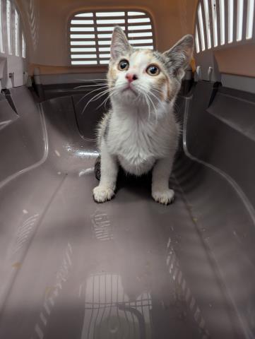 Screwdriver - Female - Domestic SH