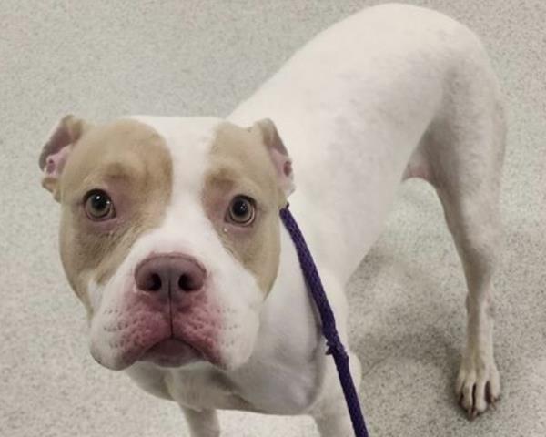 Baby Girl - Female - Pit Bull