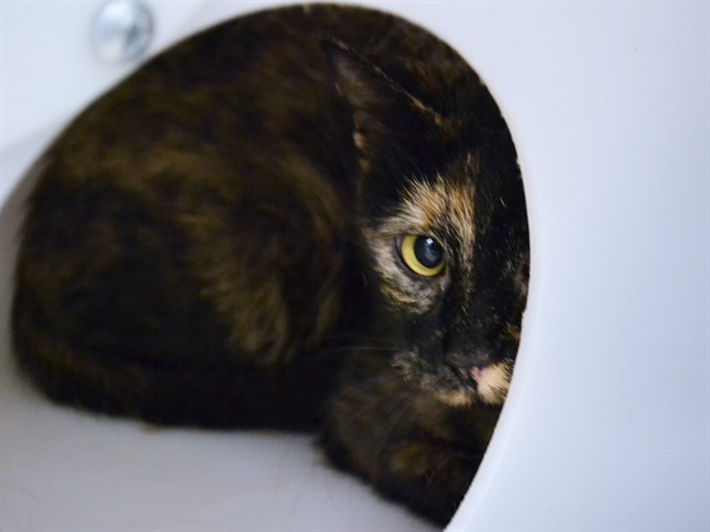 Spice - Female - Domestic SH