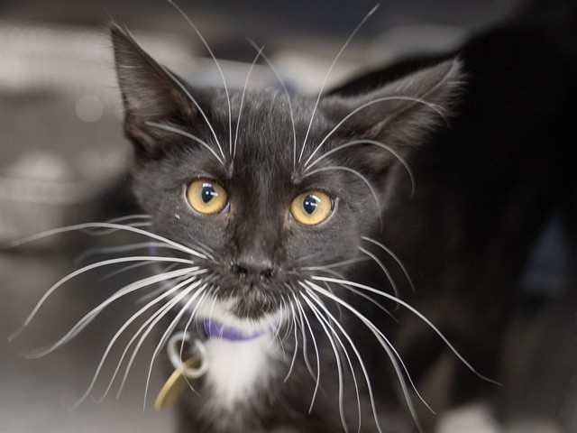 Mickey - Male - Domestic SH