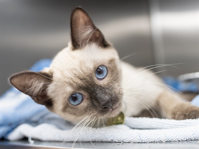 Tom - Female - Domestic SH