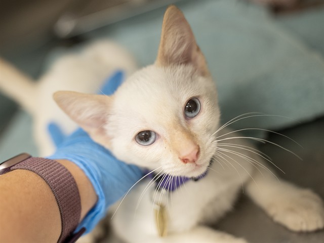 Snowball - Male - Domestic SH
