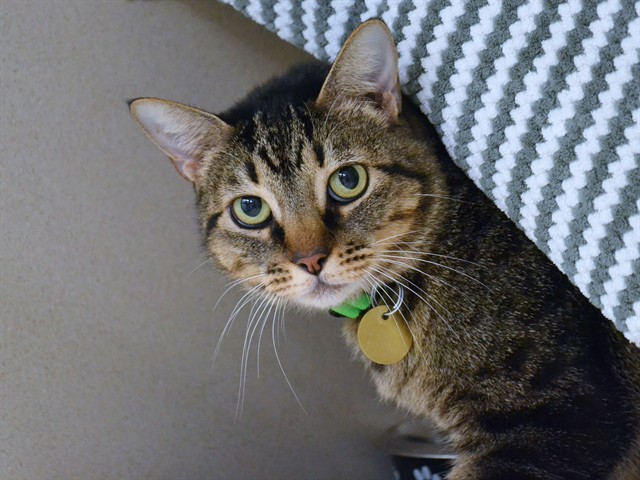 Gina - Female - Domestic SH