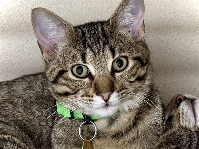 Pink - Female - Domestic SH