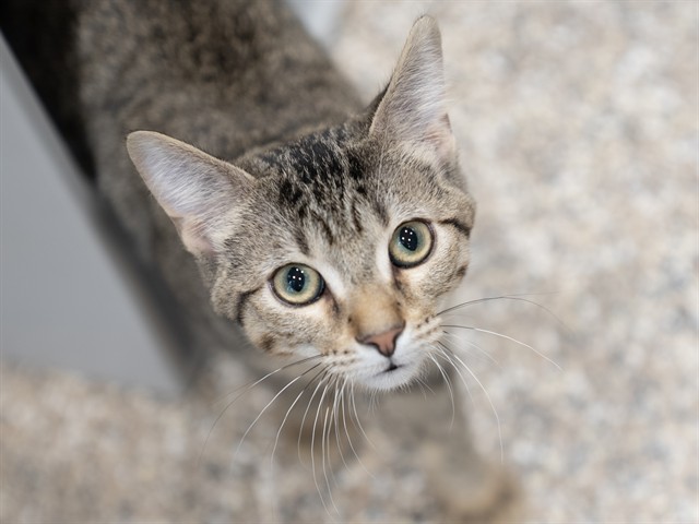 Orange - Male - Domestic SH