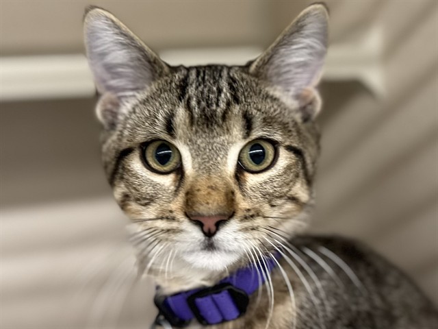 Purple - Male - Domestic SH
