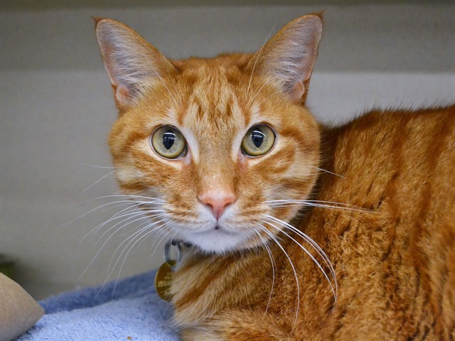 Gus - Male - Domestic SH
