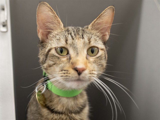 Nala - Female - Domestic SH