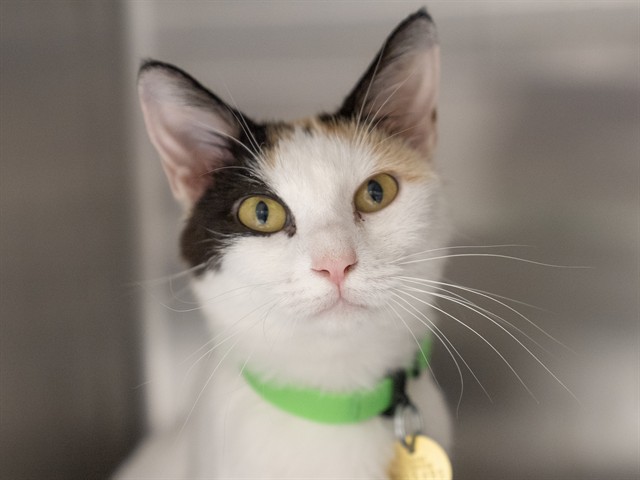 Sasa - Female - Domestic SH