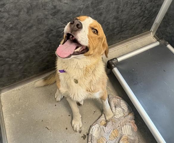 Holiday - Male - Redbone Coonhound-Siberian Husky