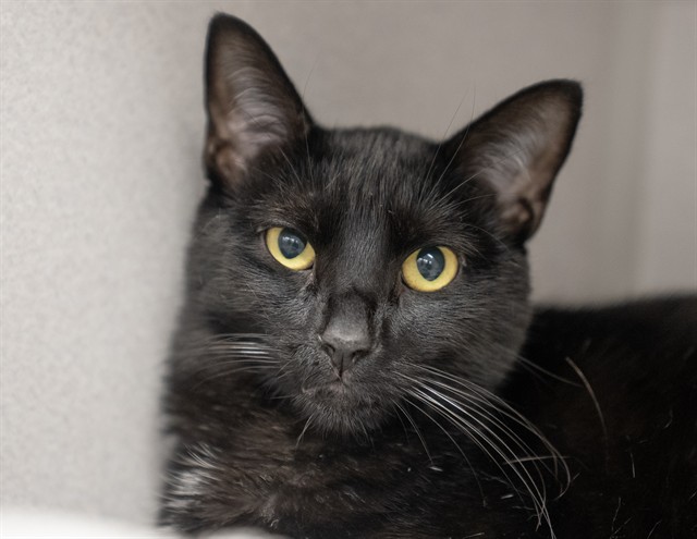Mr. Beans - Male - Domestic SH