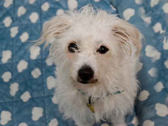 Miss Fritz - Female - Maltese
