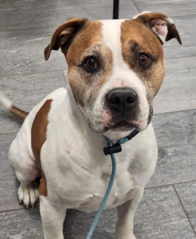 Gunner - Male - Pit Bull-Mix