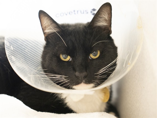 Tucker - Male - Domestic SH