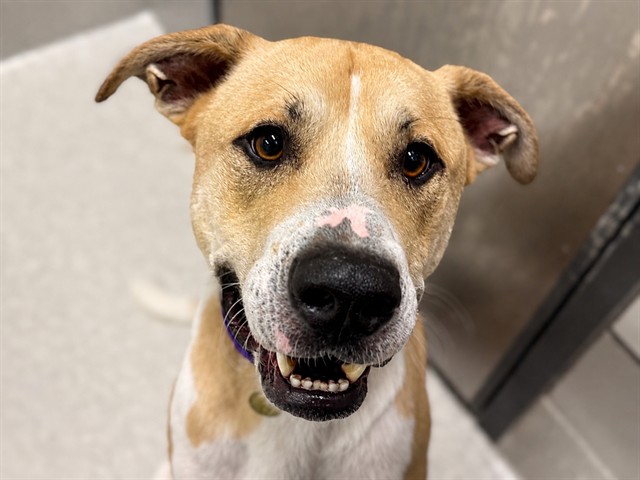 Adonis - Male - Pit Bull-Mix