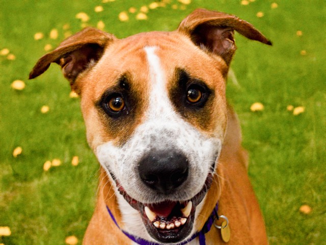 Roman - Male - Pit Bull-Mix