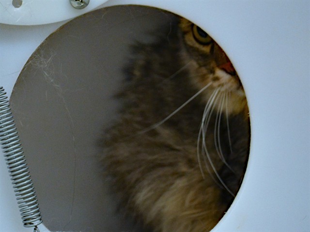 Bernie Brown - Male - Domestic LH