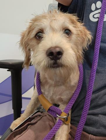  - Male - Miniature Poodle-Mix