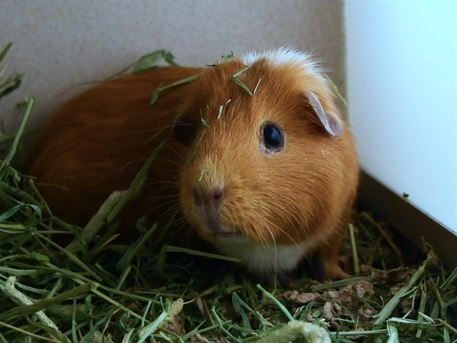 Snickers - Female - Guinea Pig