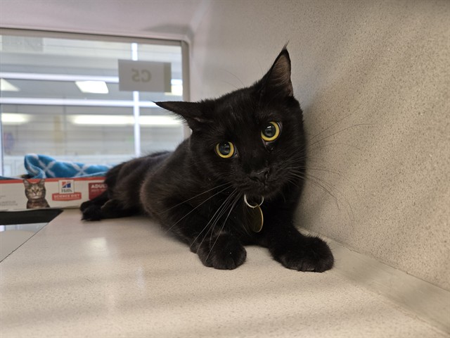 Luna - Female - Domestic SH