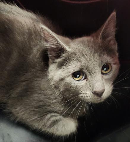  - Female - Domestic MH