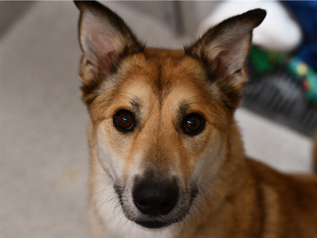 Hotch - Male - German Shepherd-Siberian Husky