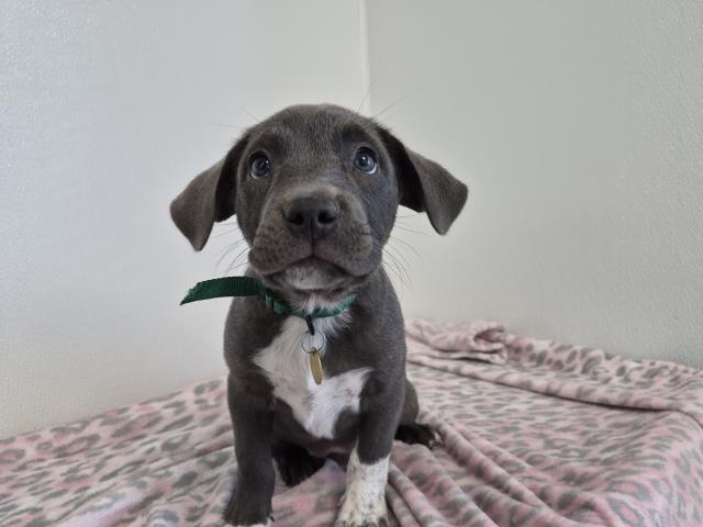 Magnolia - Female - Pit Bull