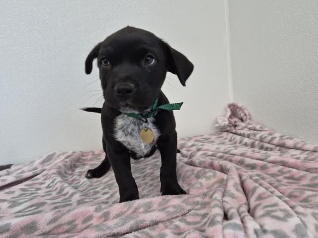 Madeline - Female - Pit Bull