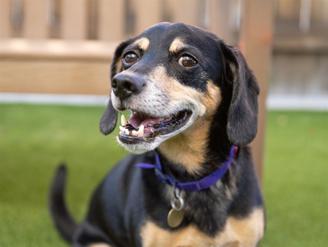 Fred - Male - Beagle-Mix