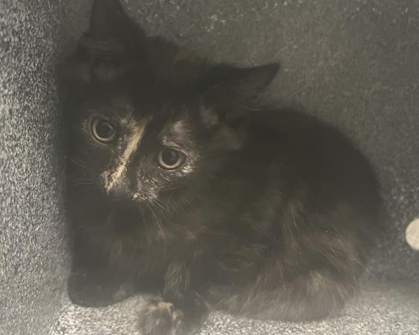 Ellie Mae - Female - Domestic SH