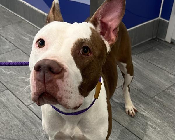 Hilda - Female - Pit Bull