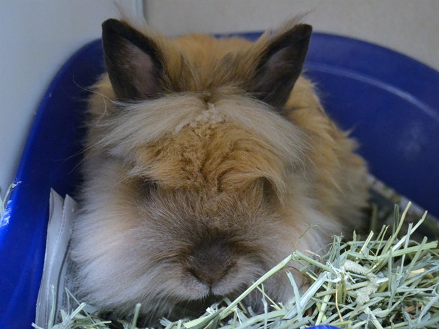 Granger - Male - Lionhead