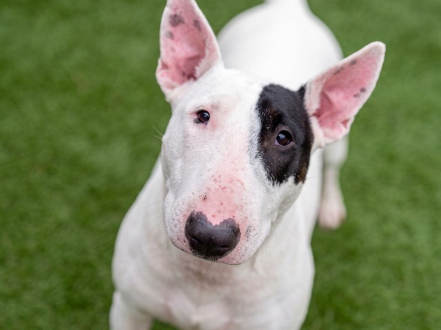 Dani - Female - Bull Terrier