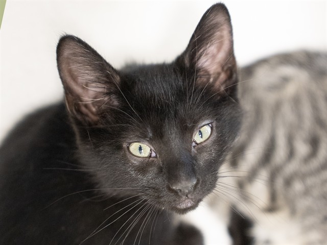Roxy - Female - Domestic SH
