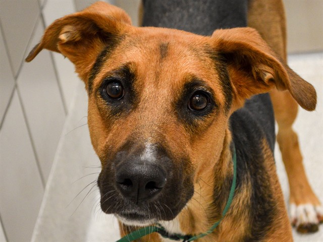 Tator Tot - Female - German Shepherd-Border Collie