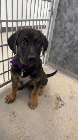 Zazu - Male - German Shepherd-Border Collie