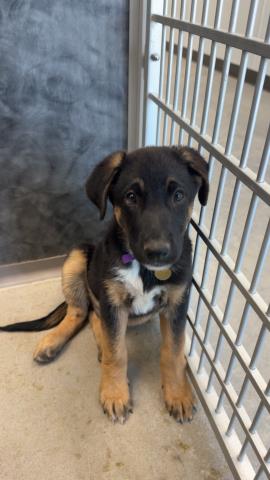 Abu - Male - German Shepherd-Border Collie