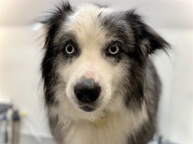 Porter - Male - Australian Shepherd