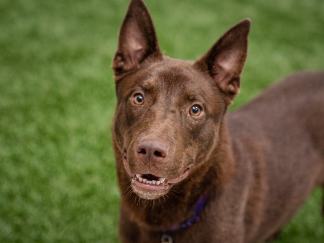 Pooh Bear - Male - Nonspecific