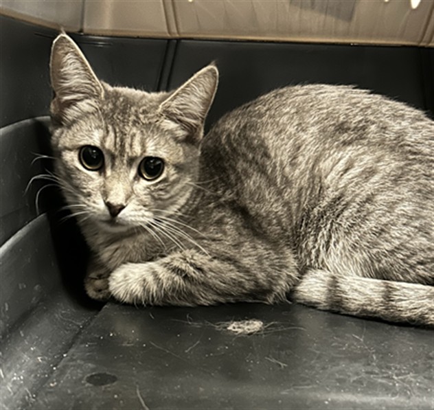 Toenail - Female - Domestic SH