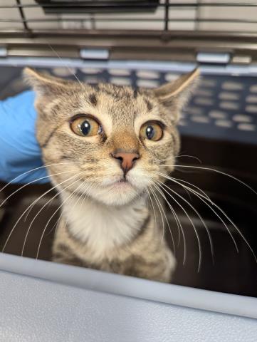 Cleo - Female - Domestic SH